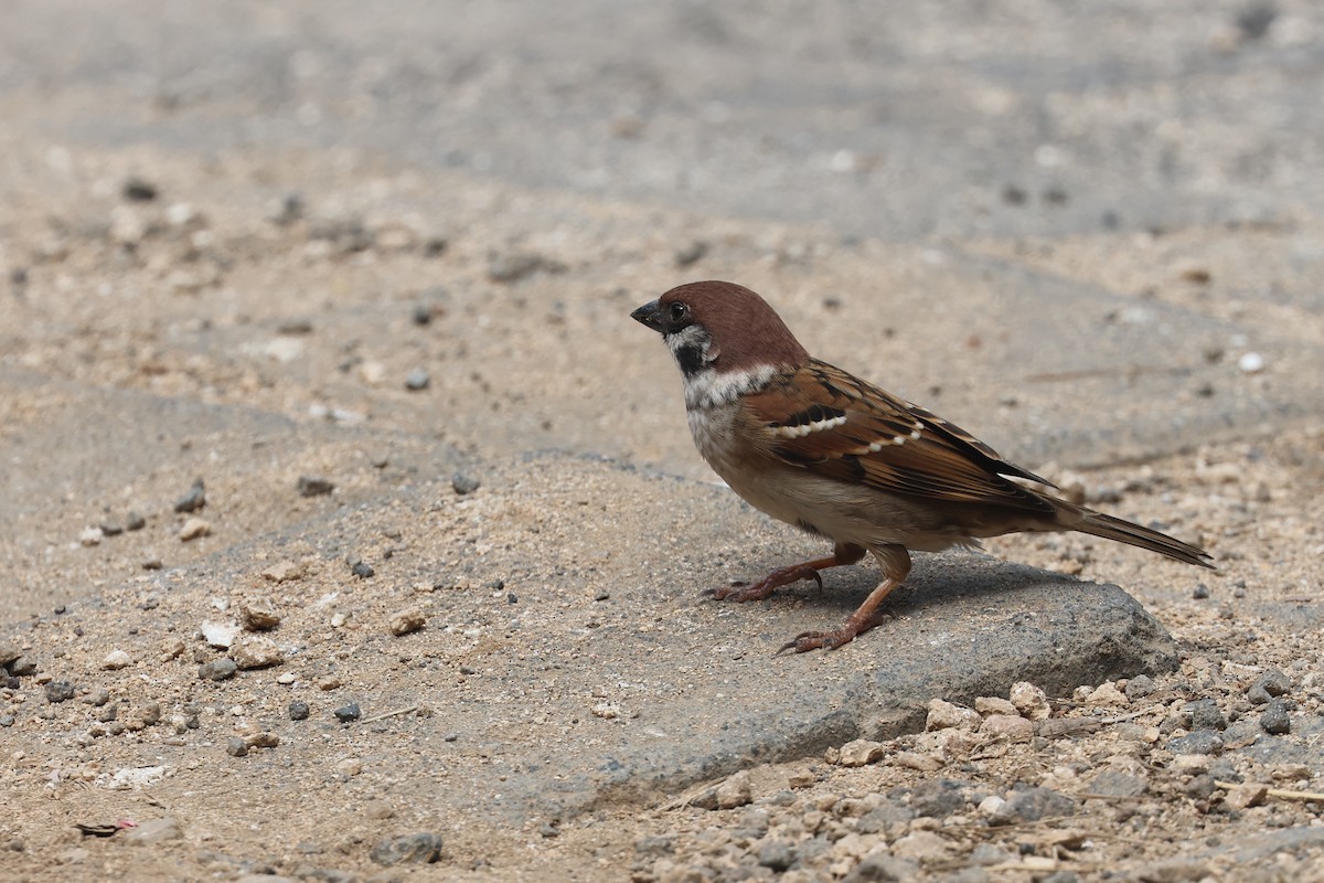 Eurasian Tree Sparrow - ML620055830