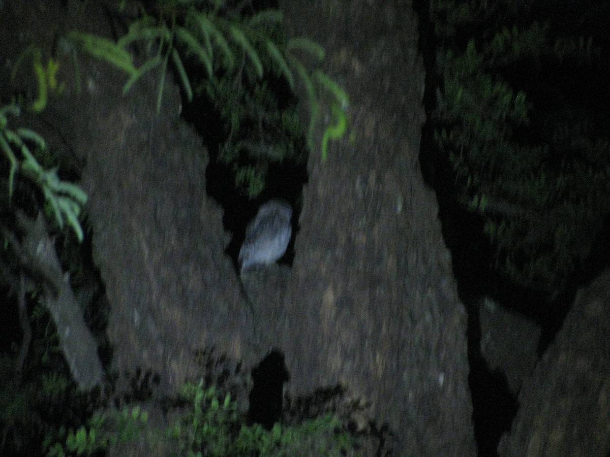 Spotted Owlet - ML620055836