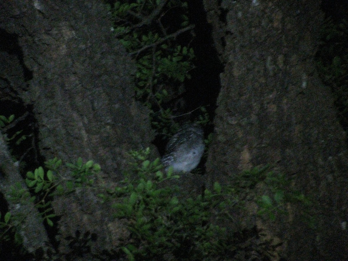 Spotted Owlet - ML620055837