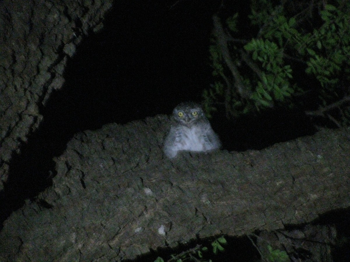 Spotted Owlet - ML620055838