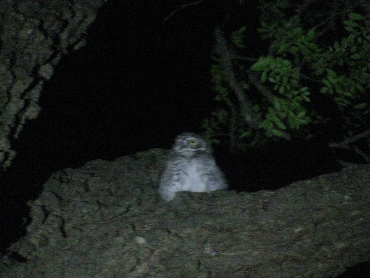 Spotted Owlet - ML620055839