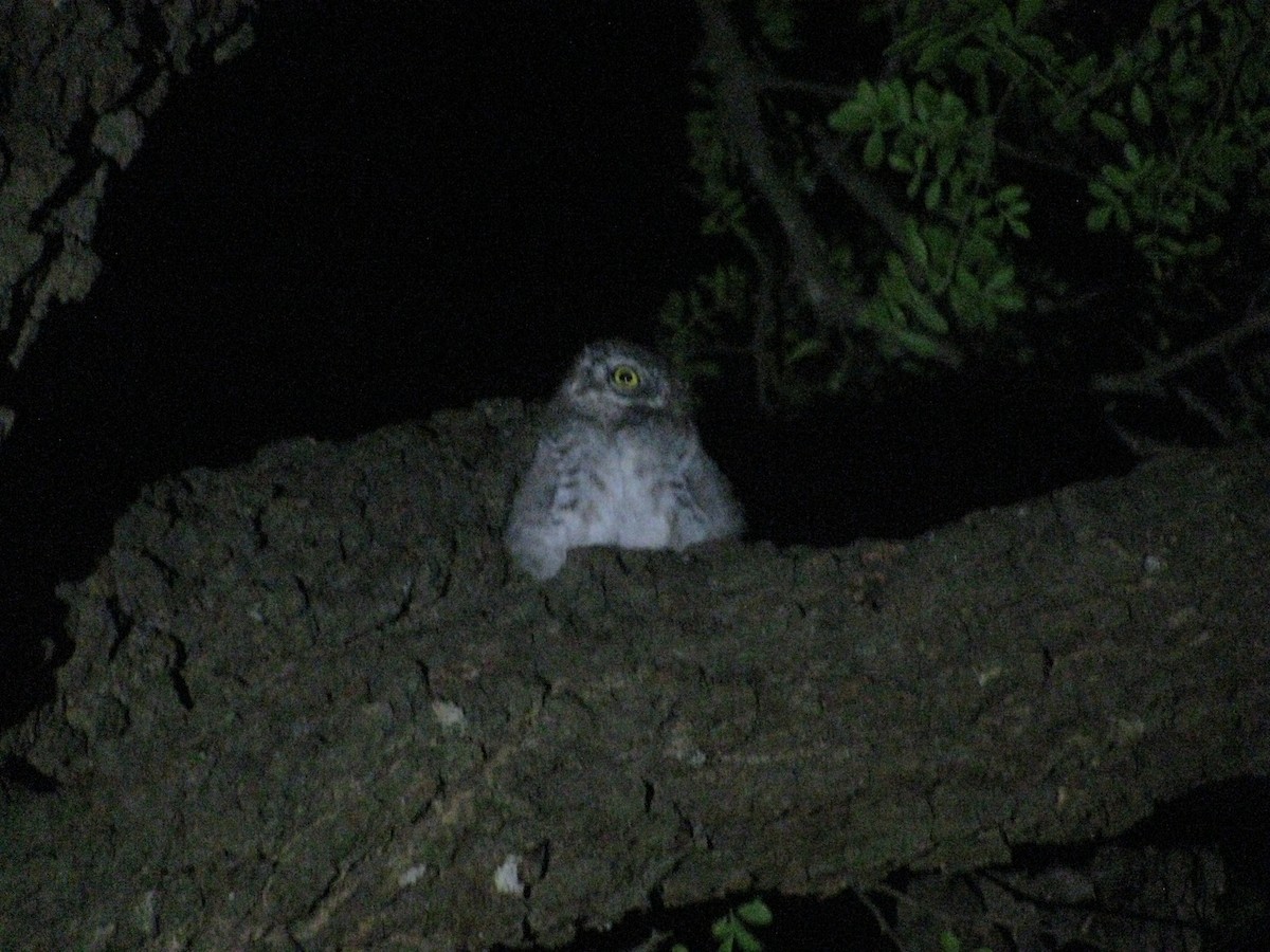 Spotted Owlet - ML620055840