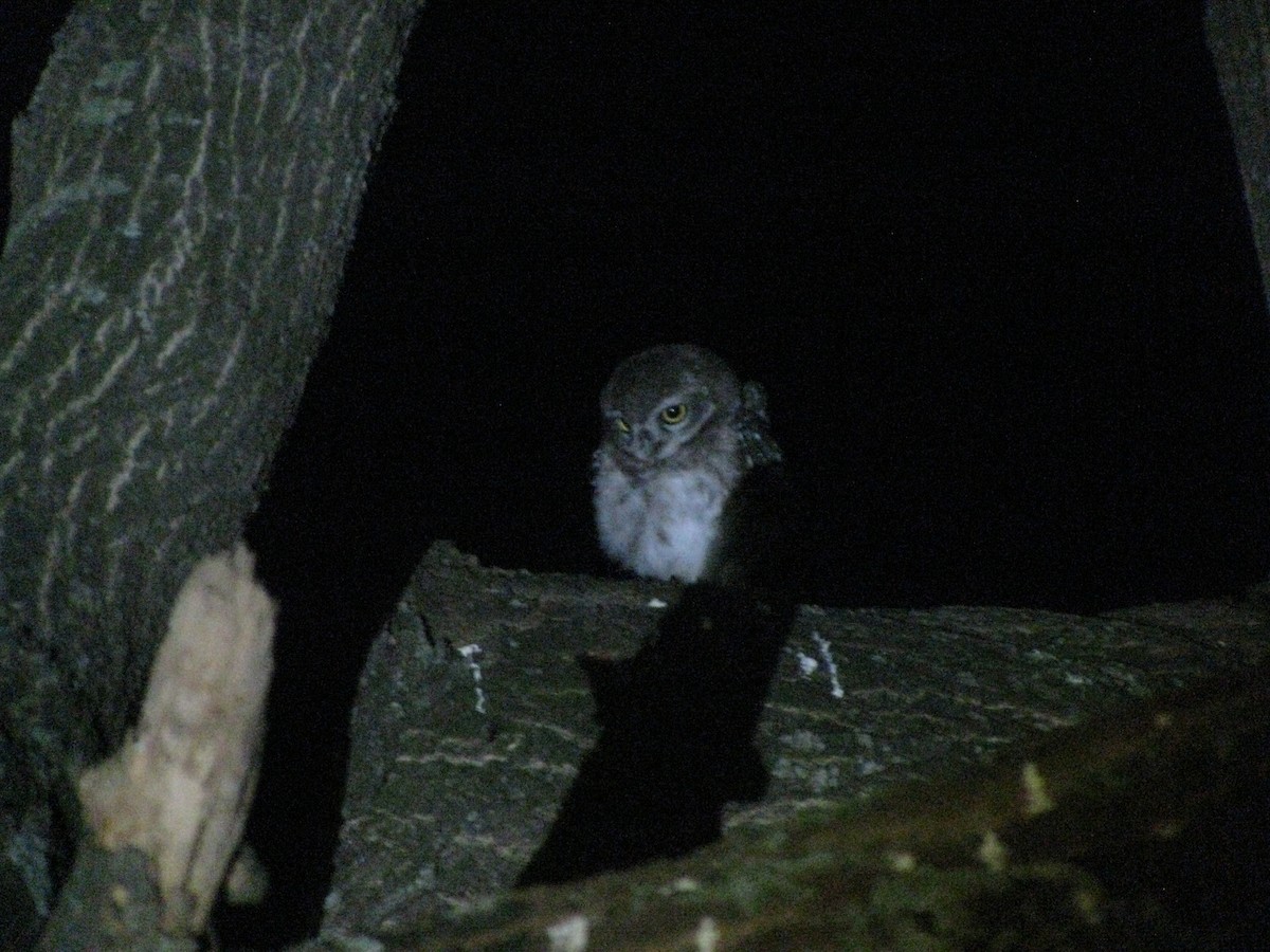 Spotted Owlet - ML620055841