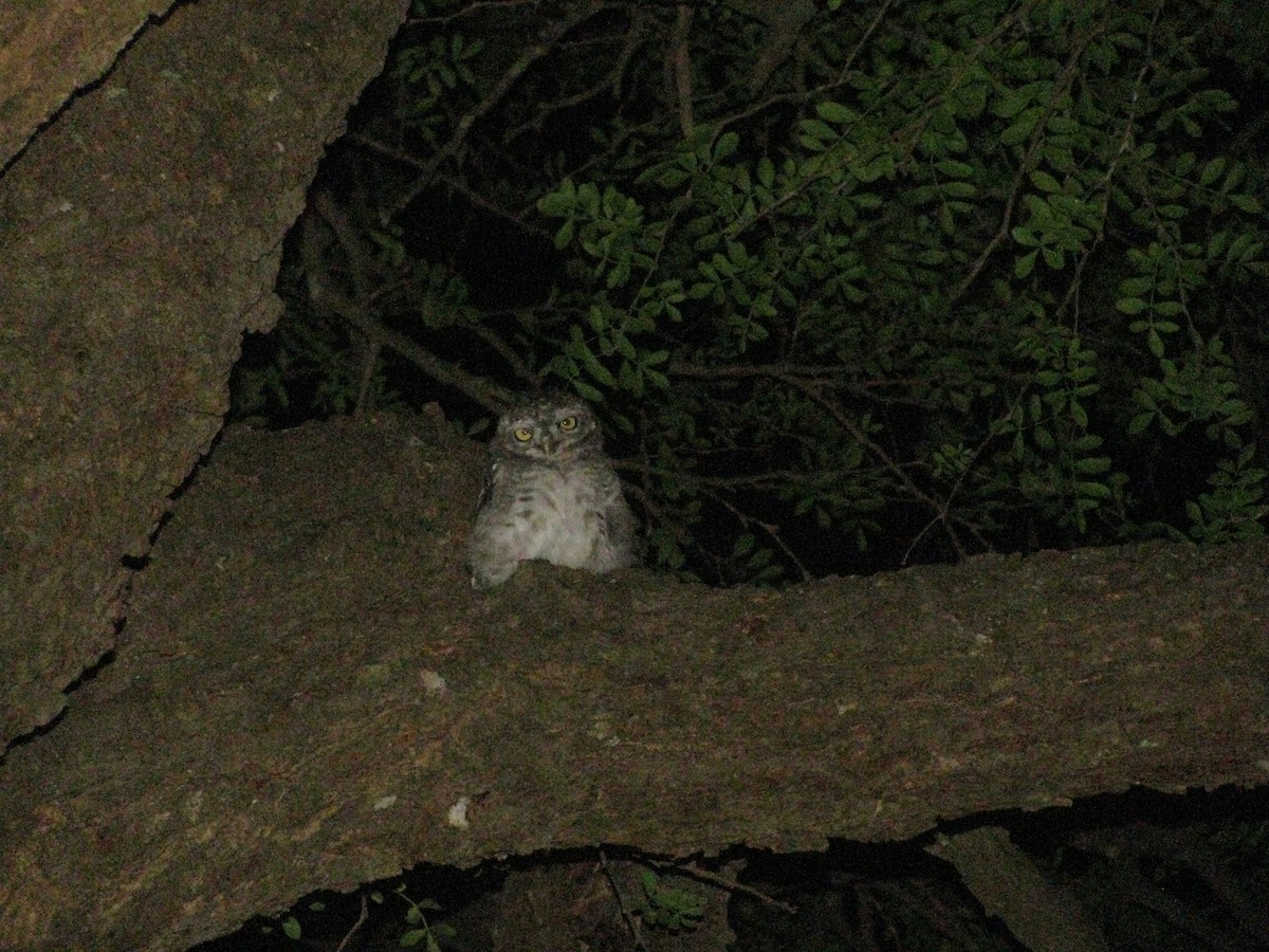 Spotted Owlet - ML620055842