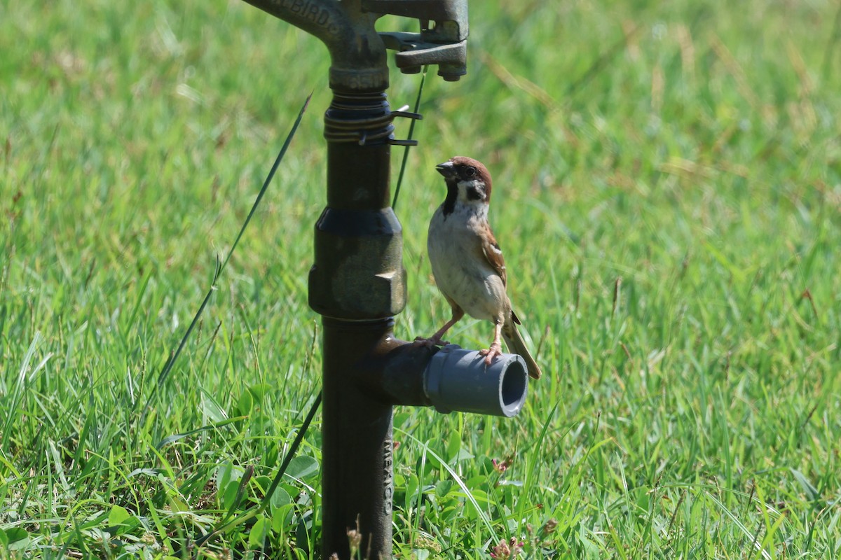 Eurasian Tree Sparrow - ML620055848