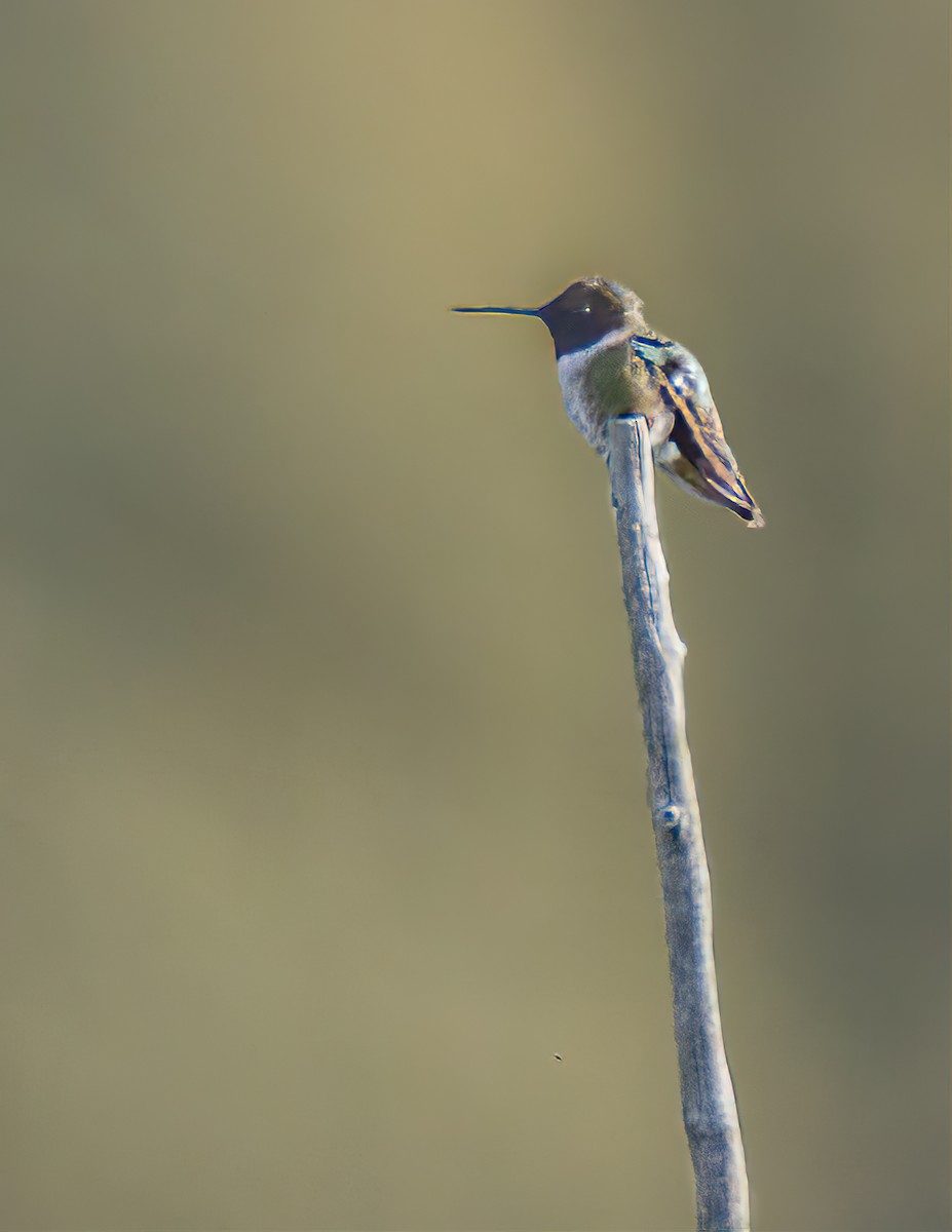 Black-chinned Hummingbird - ML620055864