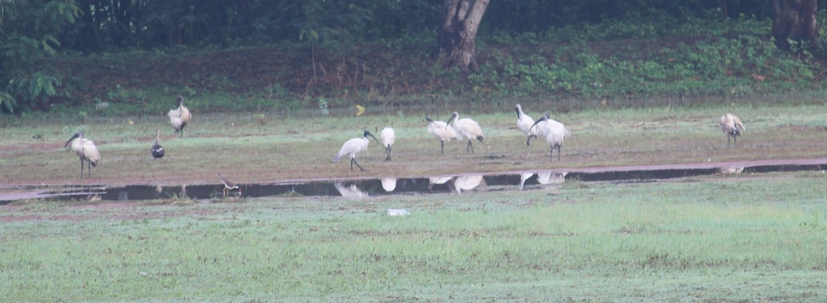 ibis černohlavý - ML620055865