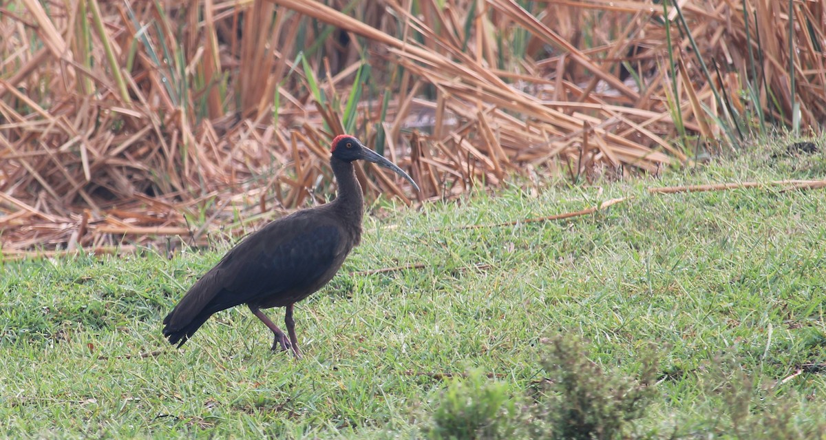 ibis bradavičnatý - ML620055868