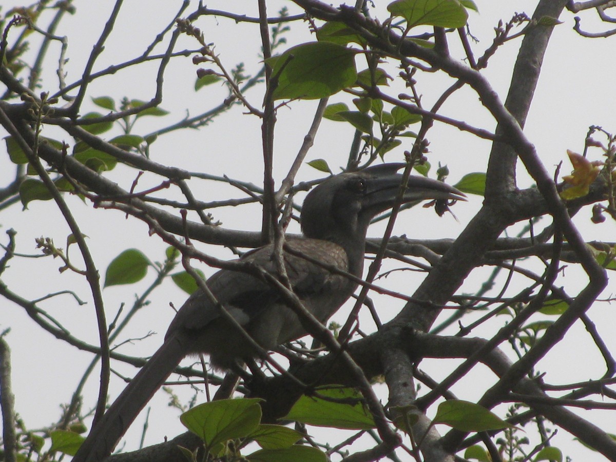 Indian Gray Hornbill - ML620055870