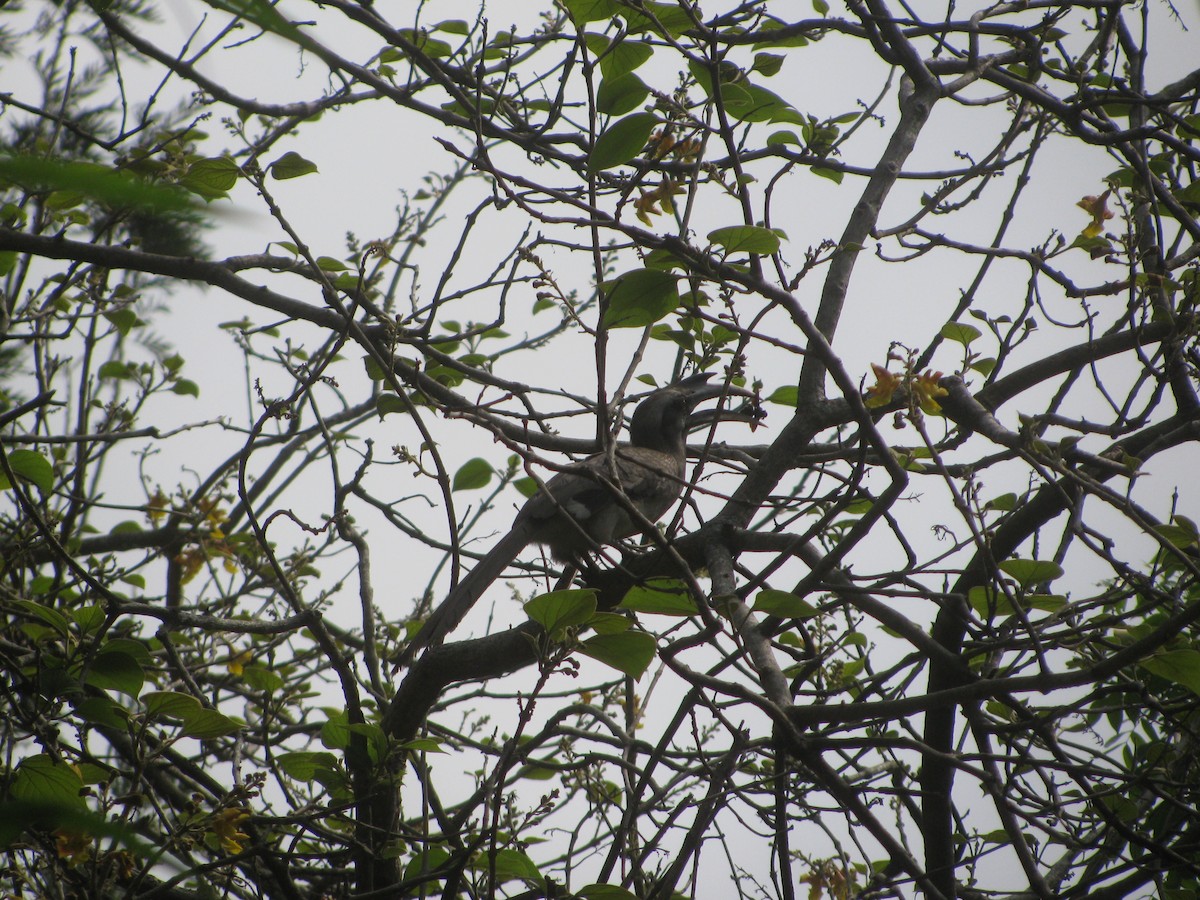 Indian Gray Hornbill - ML620055871