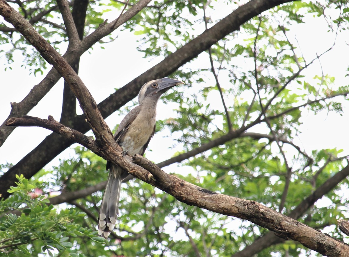 Indian Gray Hornbill - ML620055877
