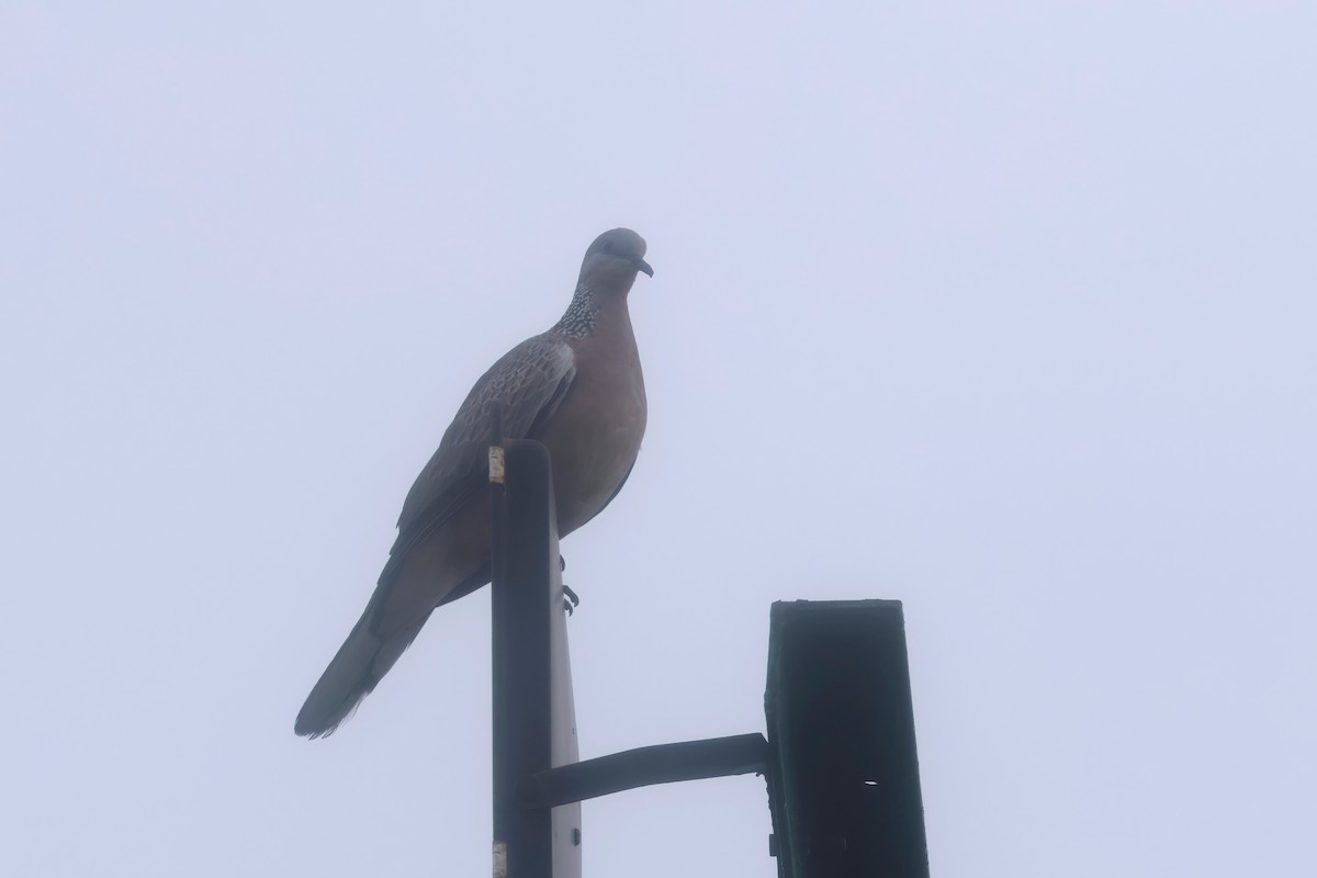 Spotted Dove - ML620055896