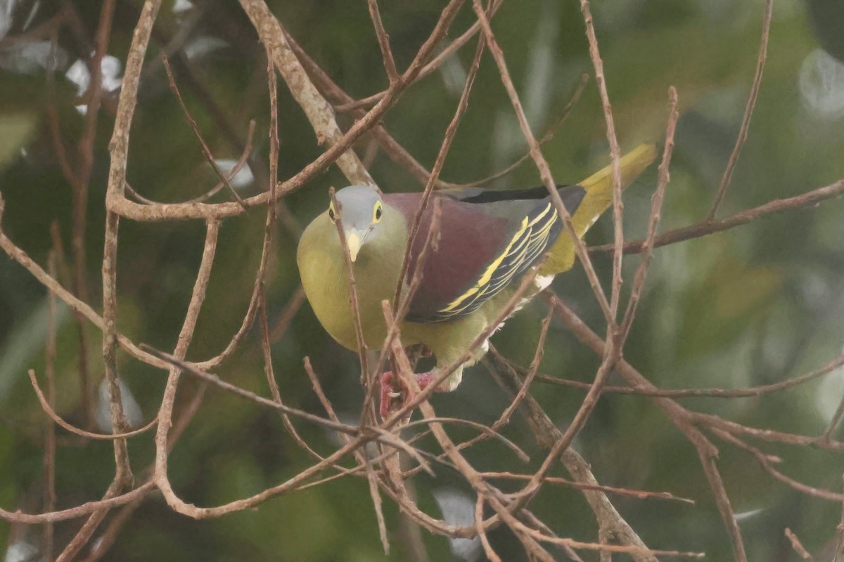 Gray-cheeked Green-Pigeon - ML620055901