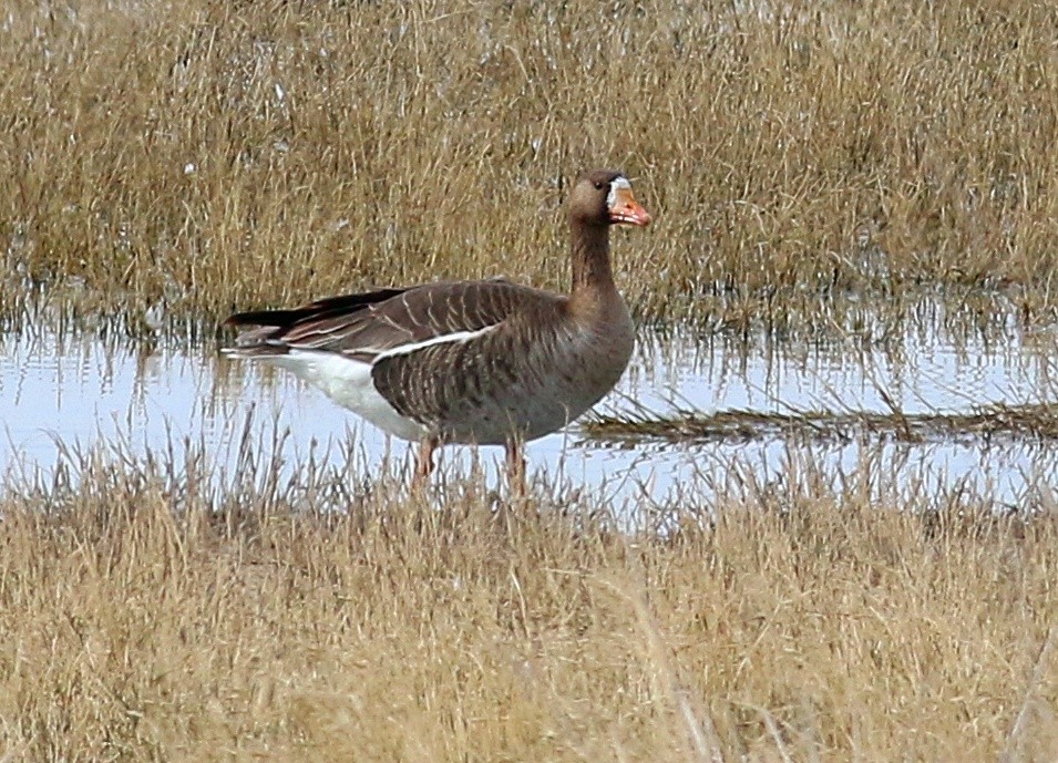 Greater White-fronted Goose - ML620055908