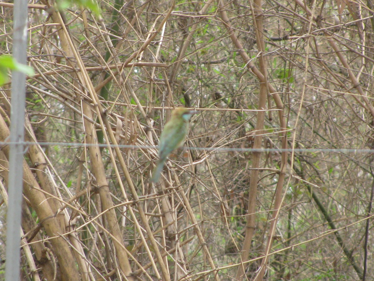 Asian Green Bee-eater - ML620055910