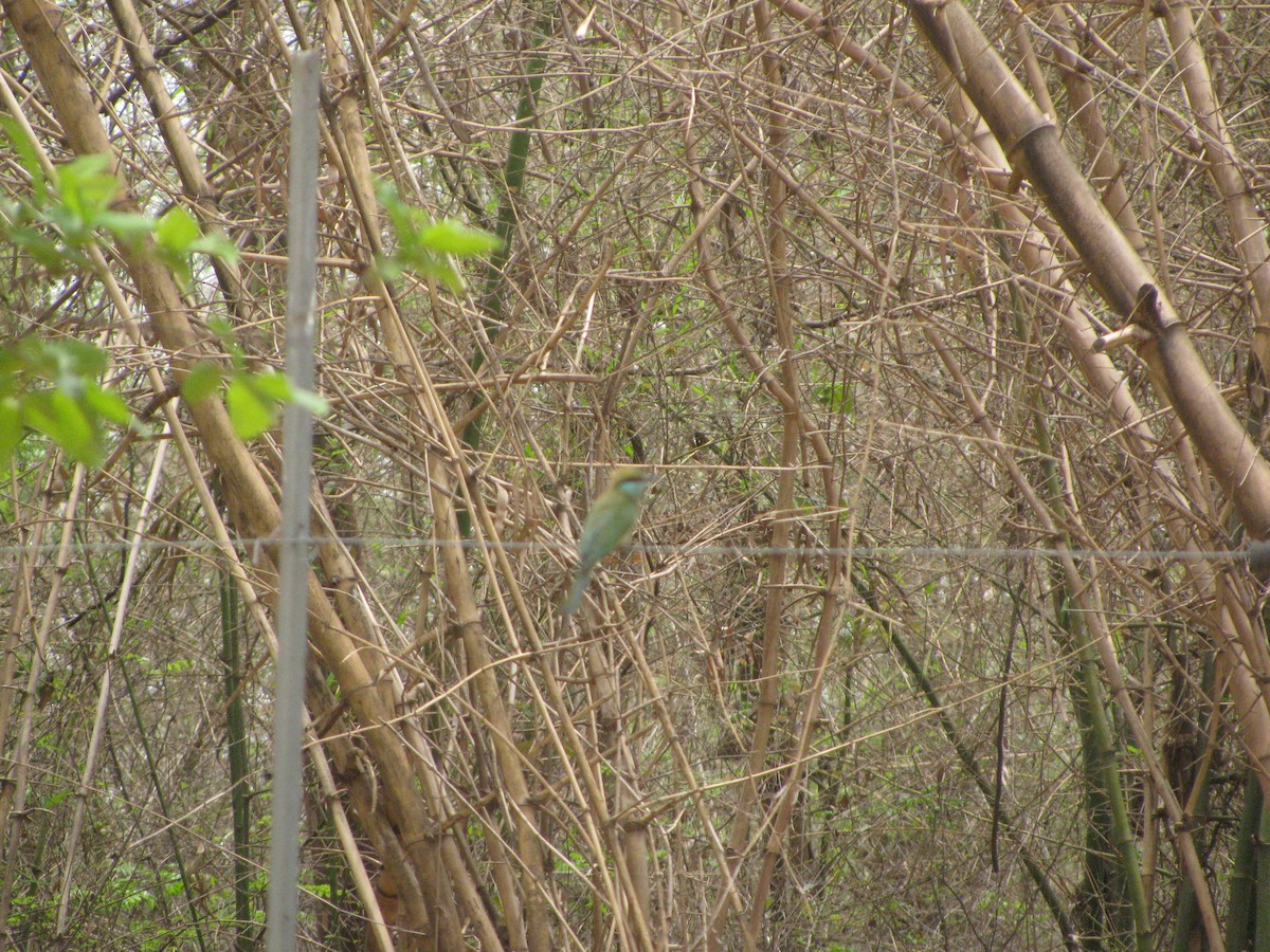 Asian Green Bee-eater - ML620055913