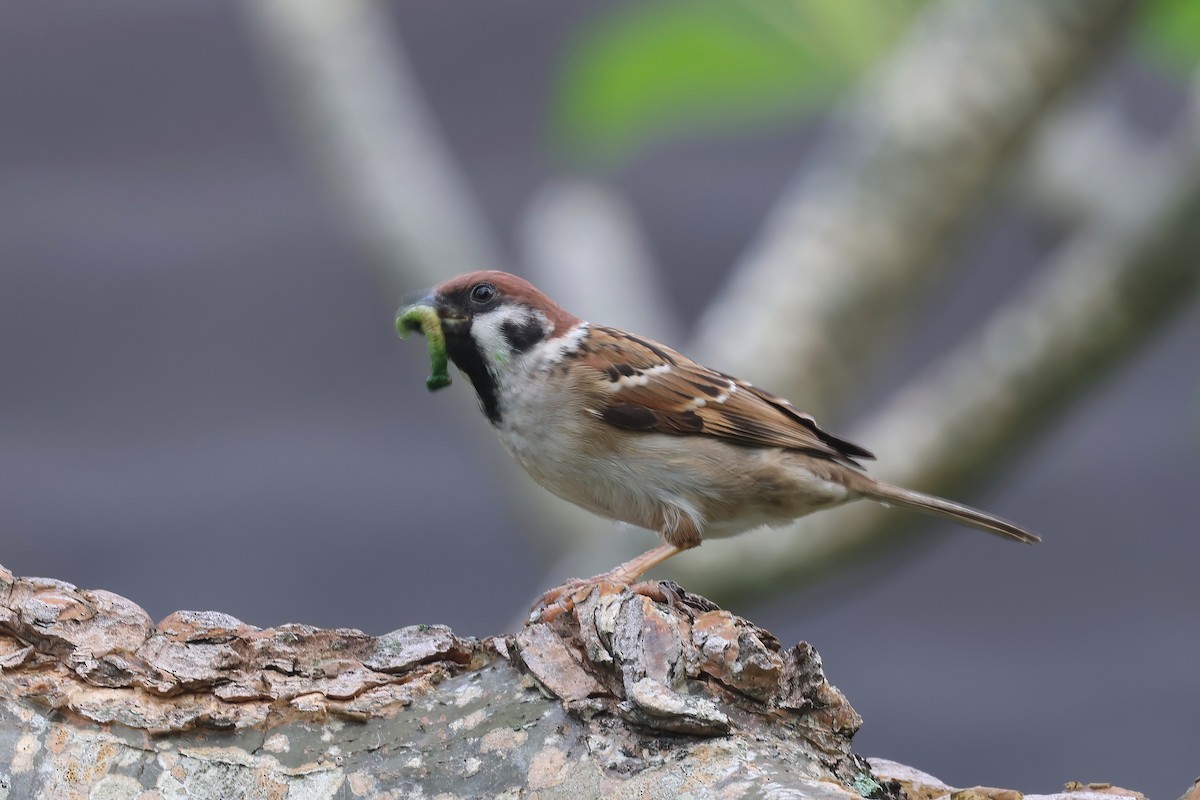 Eurasian Tree Sparrow - ML620055915