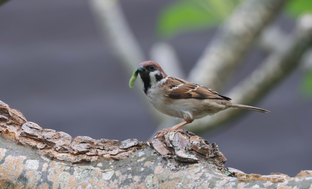 Eurasian Tree Sparrow - ML620055916