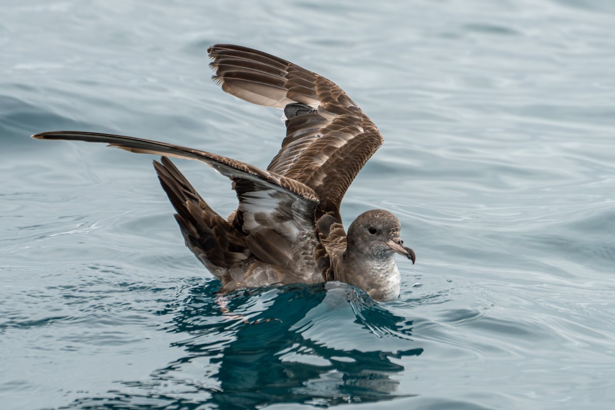 Pink-footed Shearwater - ML620055955