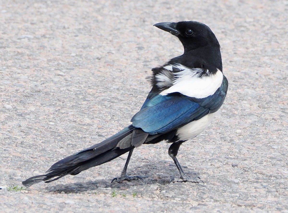 Black-billed Magpie - ML620055965