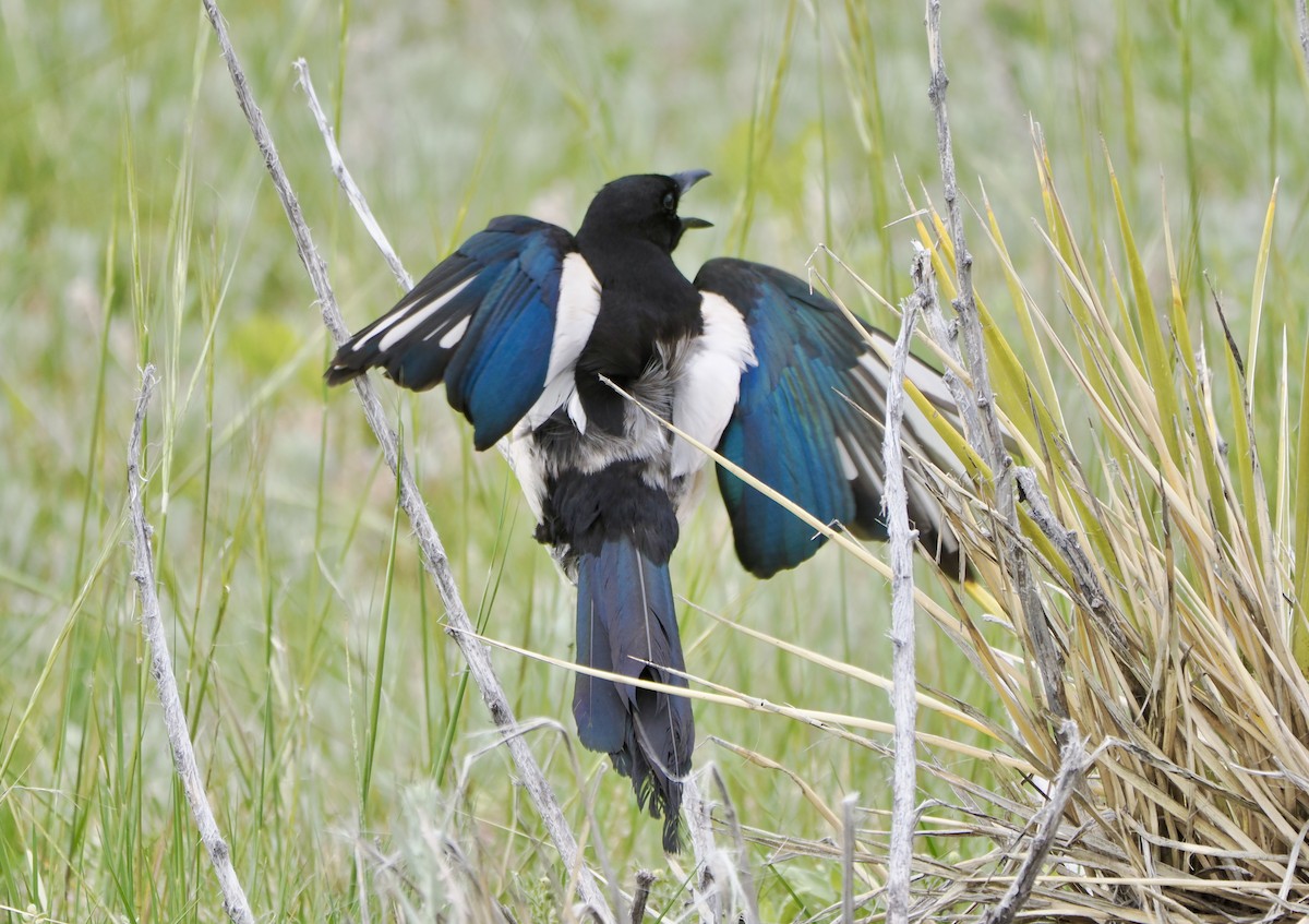 Black-billed Magpie - ML620055966