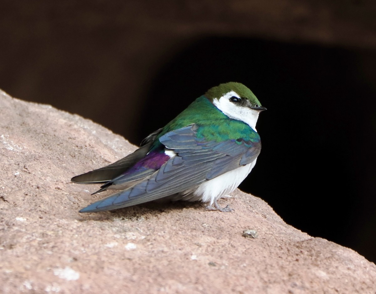 Violet-green Swallow - ML620055970
