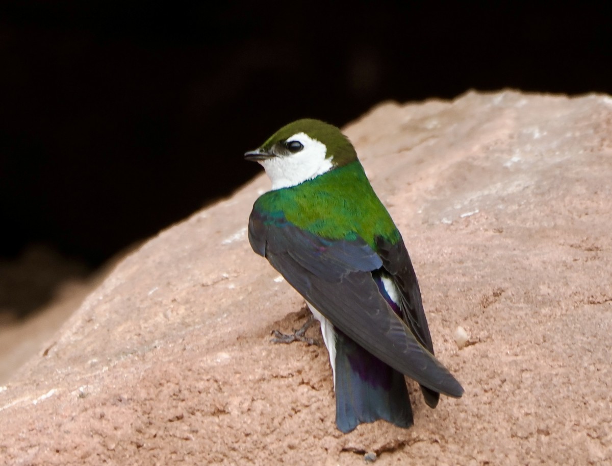 Violet-green Swallow - ML620055971