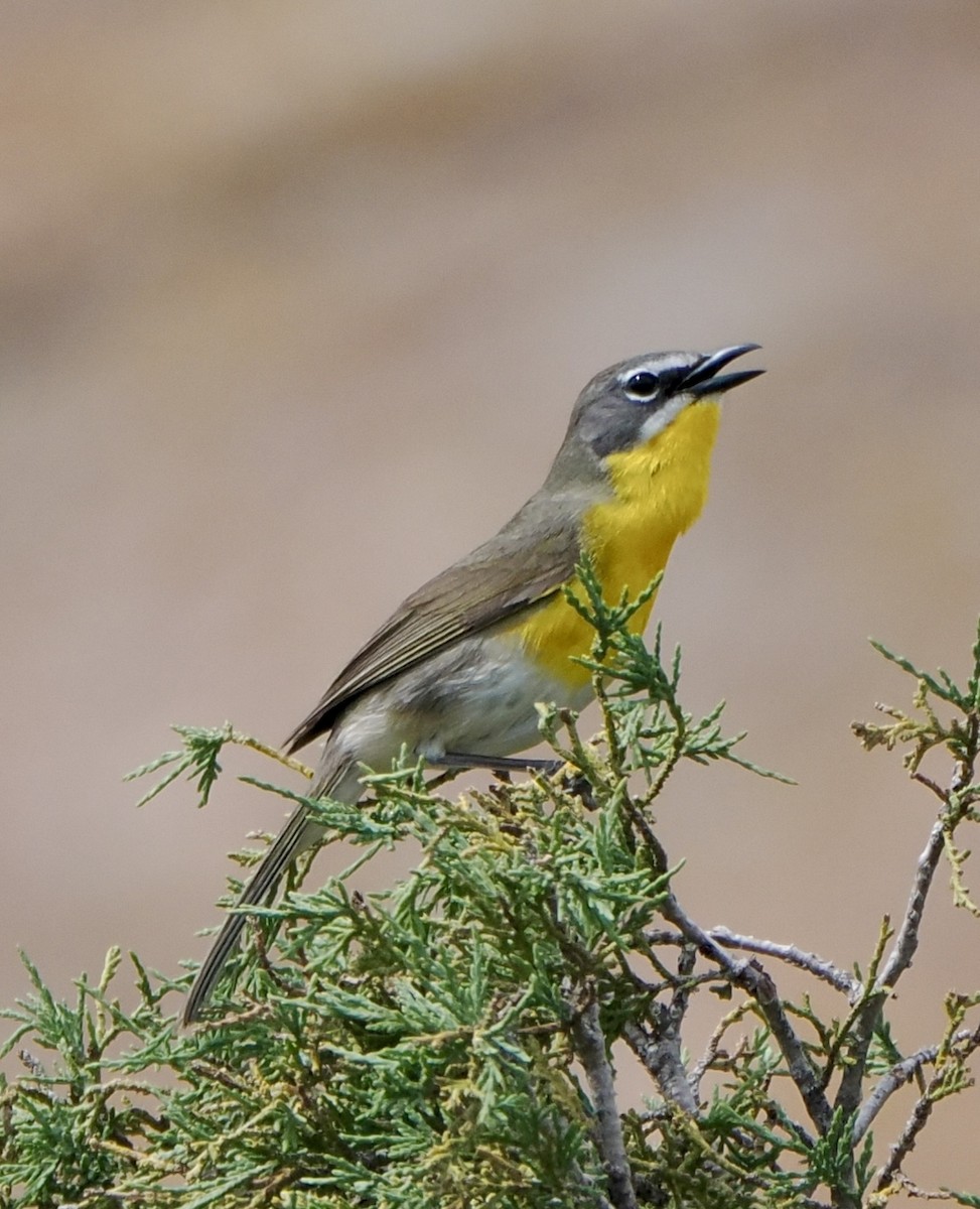 Yellow-breasted Chat - ML620055976