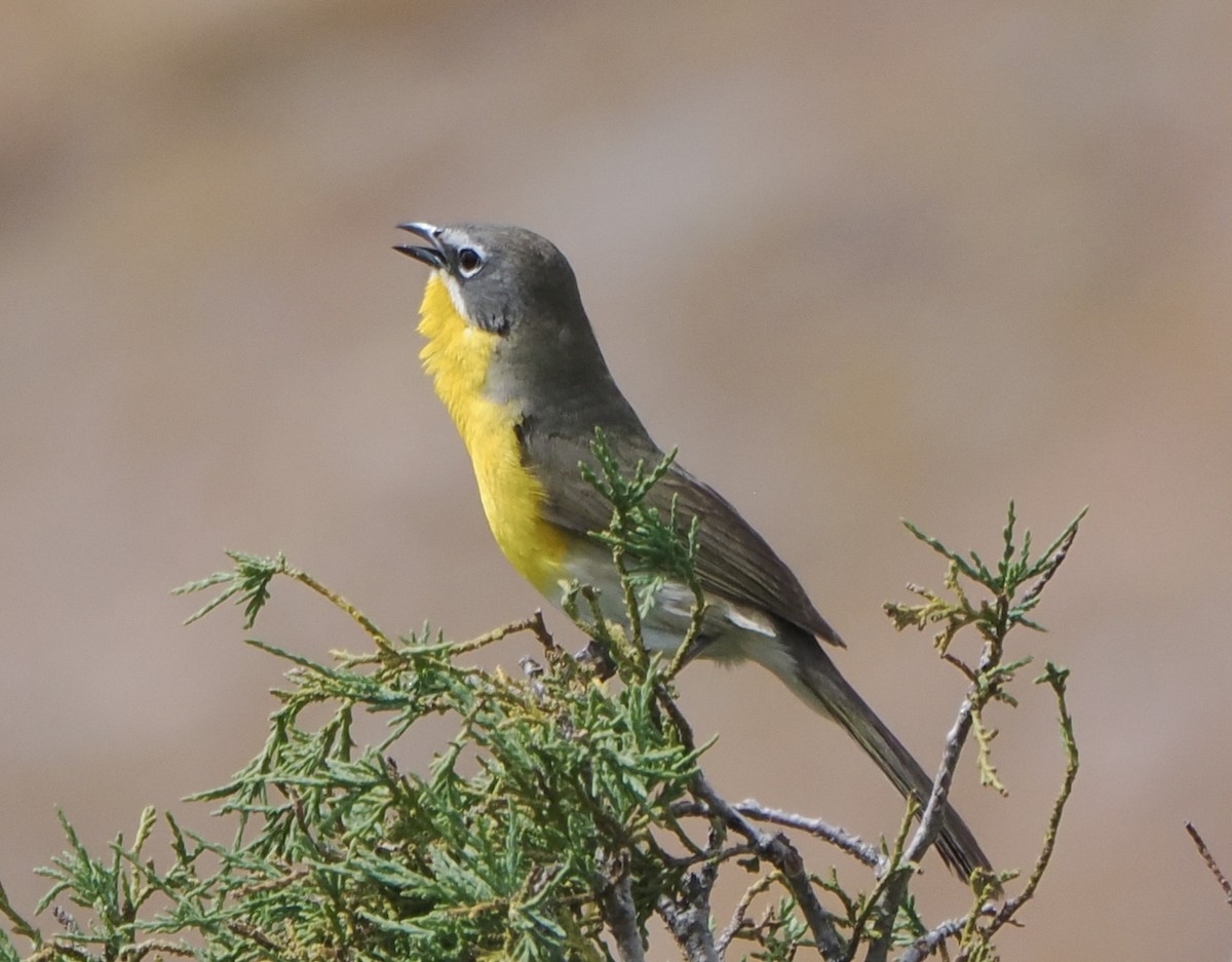 Yellow-breasted Chat - ML620055977
