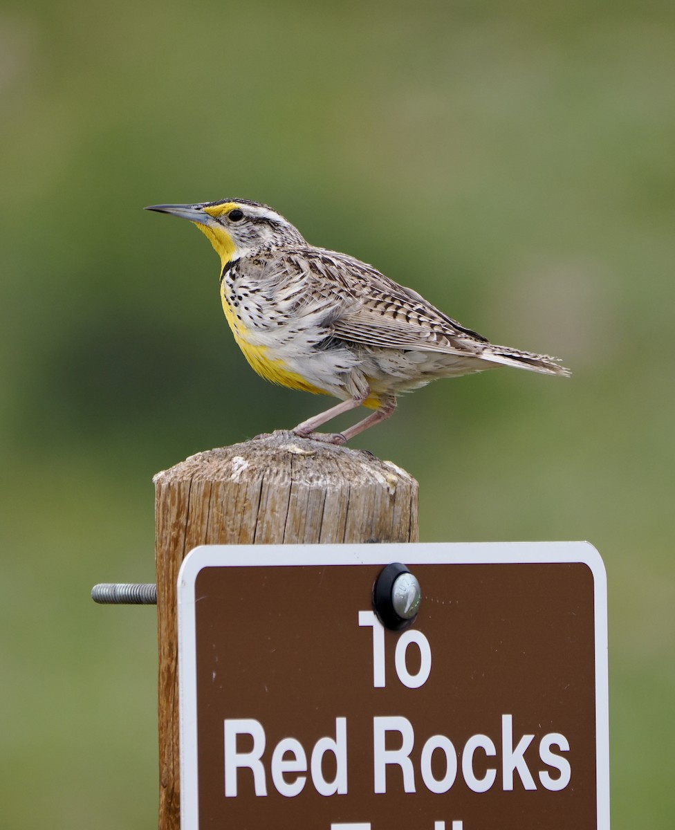 Western Meadowlark - ML620055982