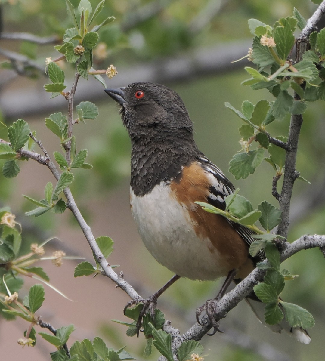 Spotted Towhee - ML620055988