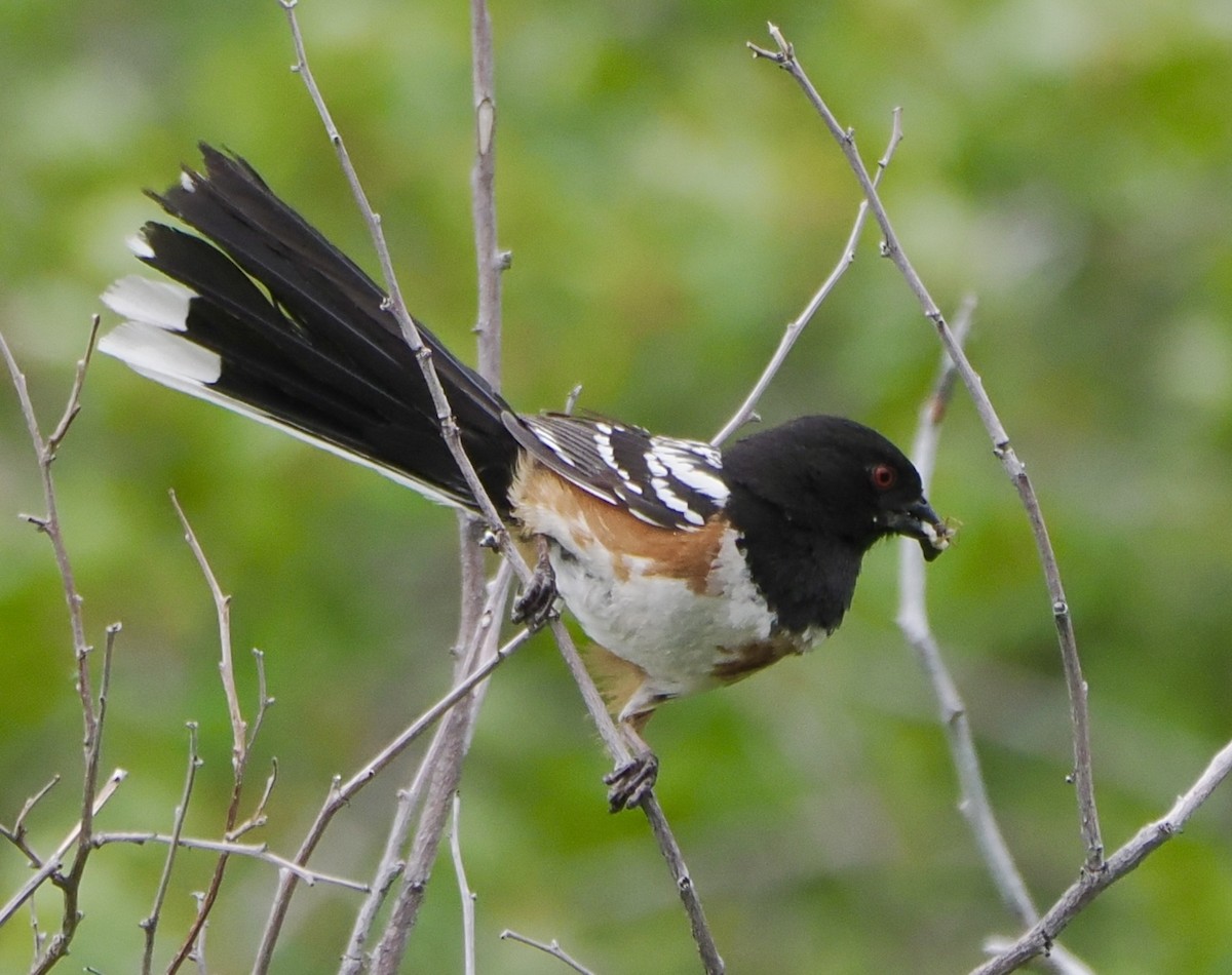 Spotted Towhee - ML620055989