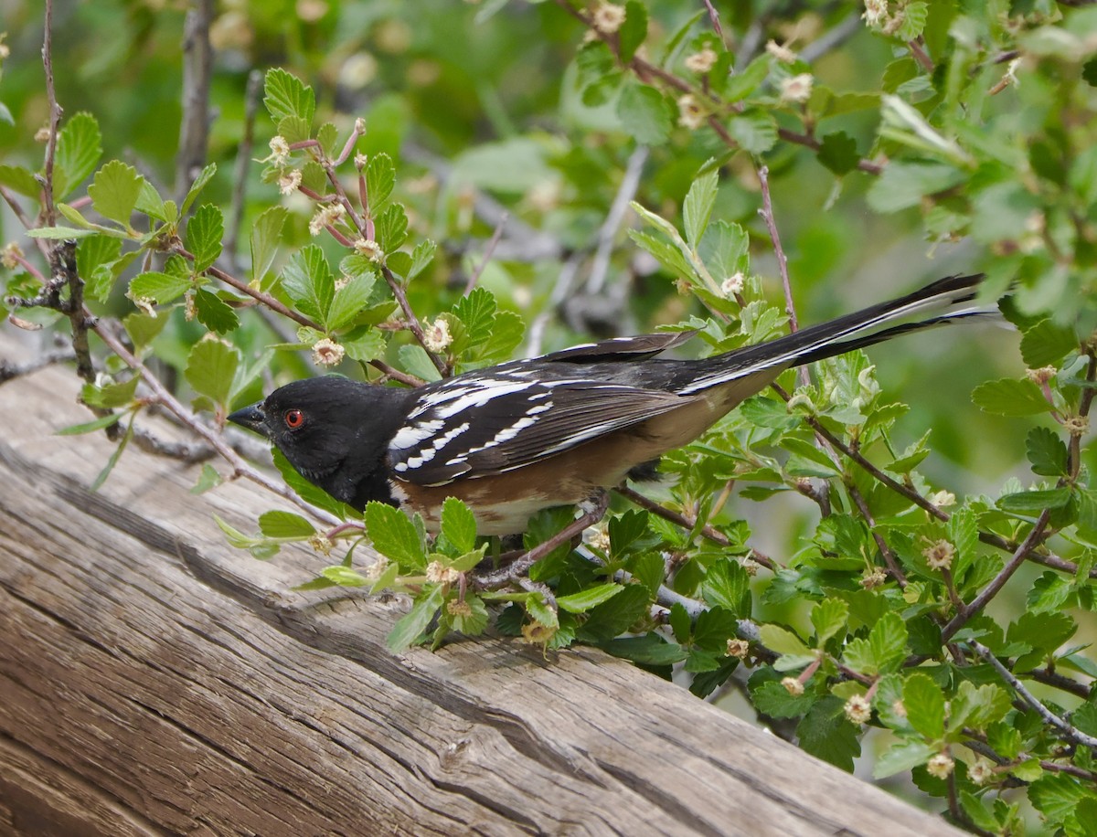 Spotted Towhee - ML620055990