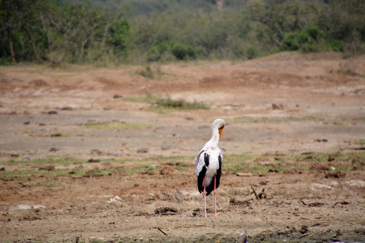 Tantale ibis - ML620055992