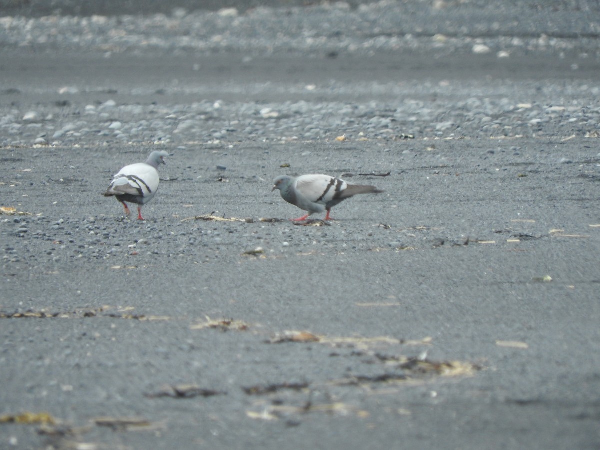 Rock Pigeon (Wild type) - Denis Corbeil