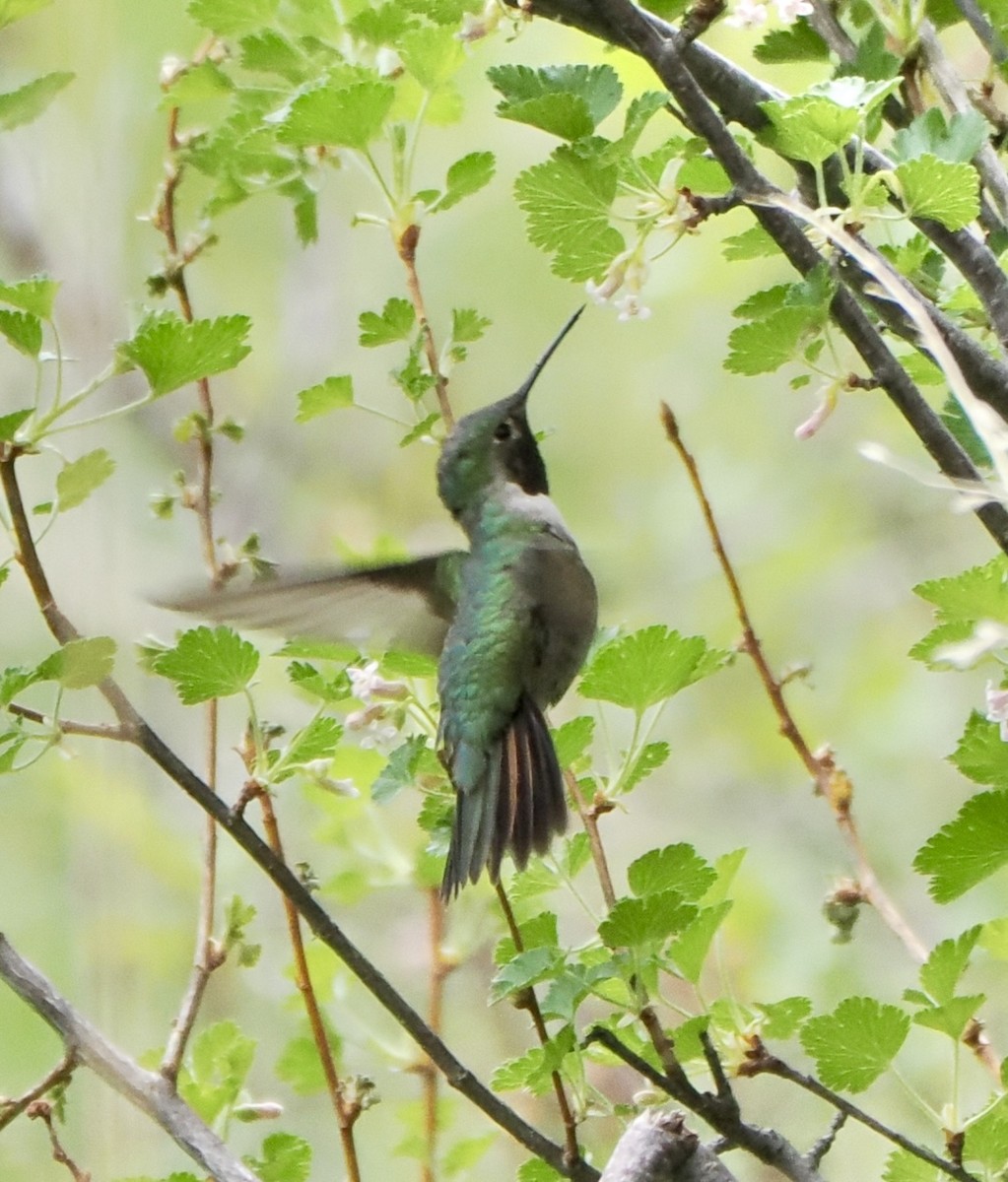 Broad-tailed Hummingbird - ML620056015