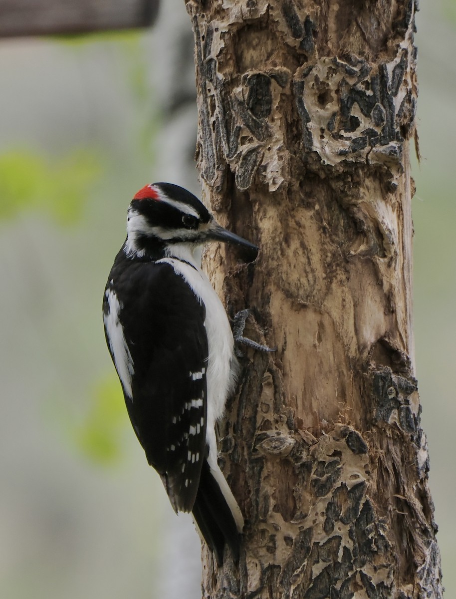 Hairy Woodpecker - ML620056017