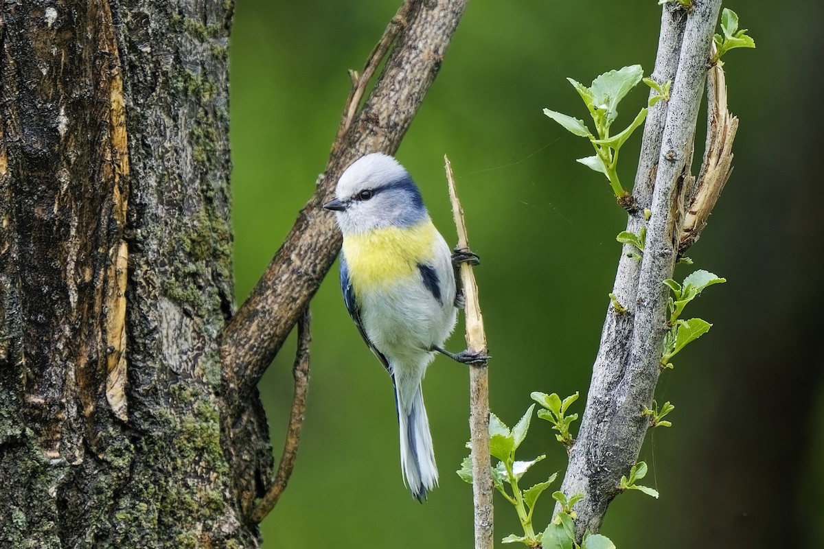 Azure Tit (Yellow-breasted) - ML620056023