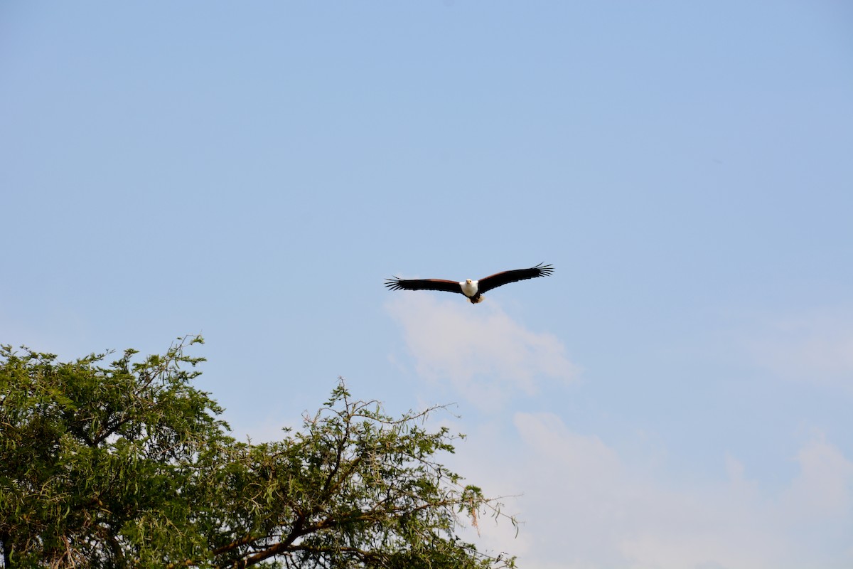 African Fish-Eagle - ML620056028