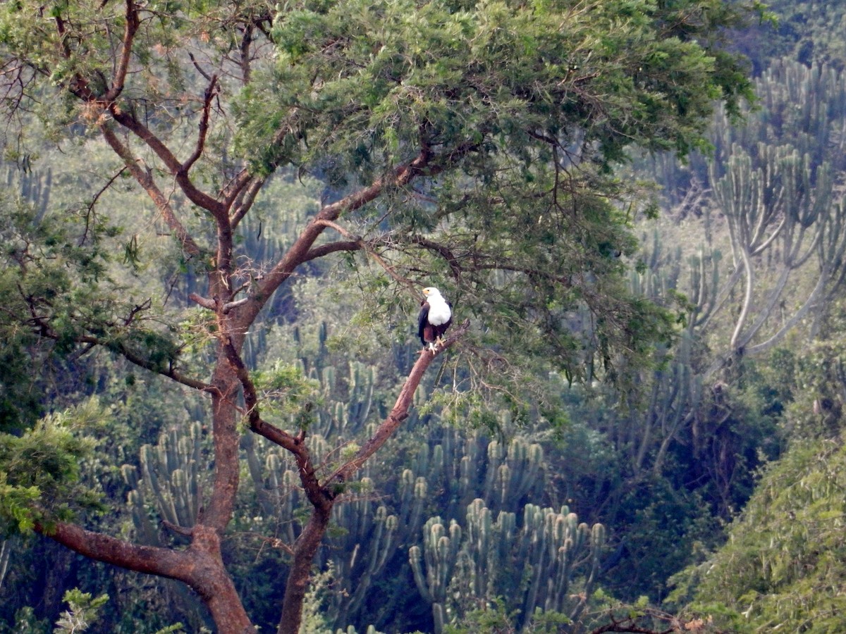 African Fish-Eagle - ML620056029