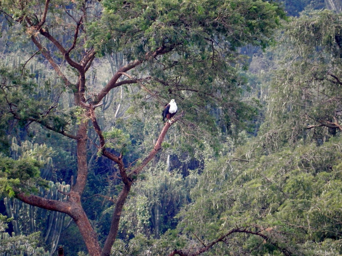 African Fish-Eagle - ML620056030