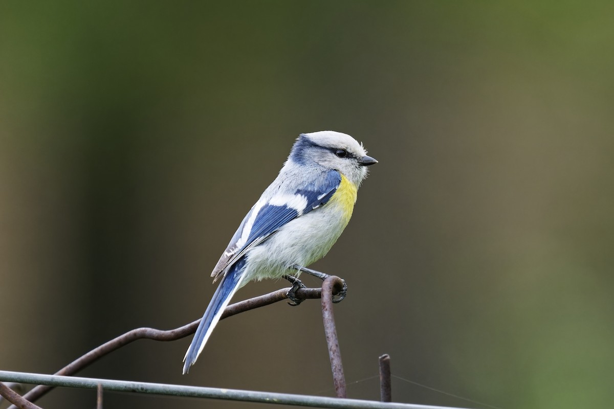 Azure Tit (Yellow-breasted) - ML620056032