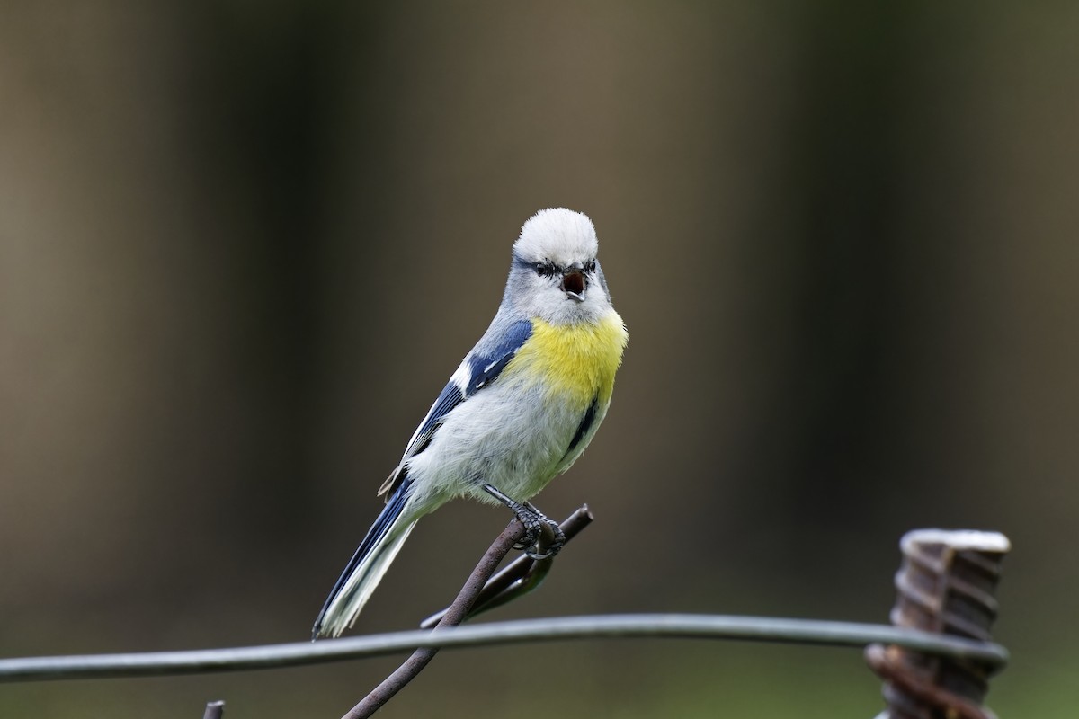 Azure Tit (Yellow-breasted) - ML620056033