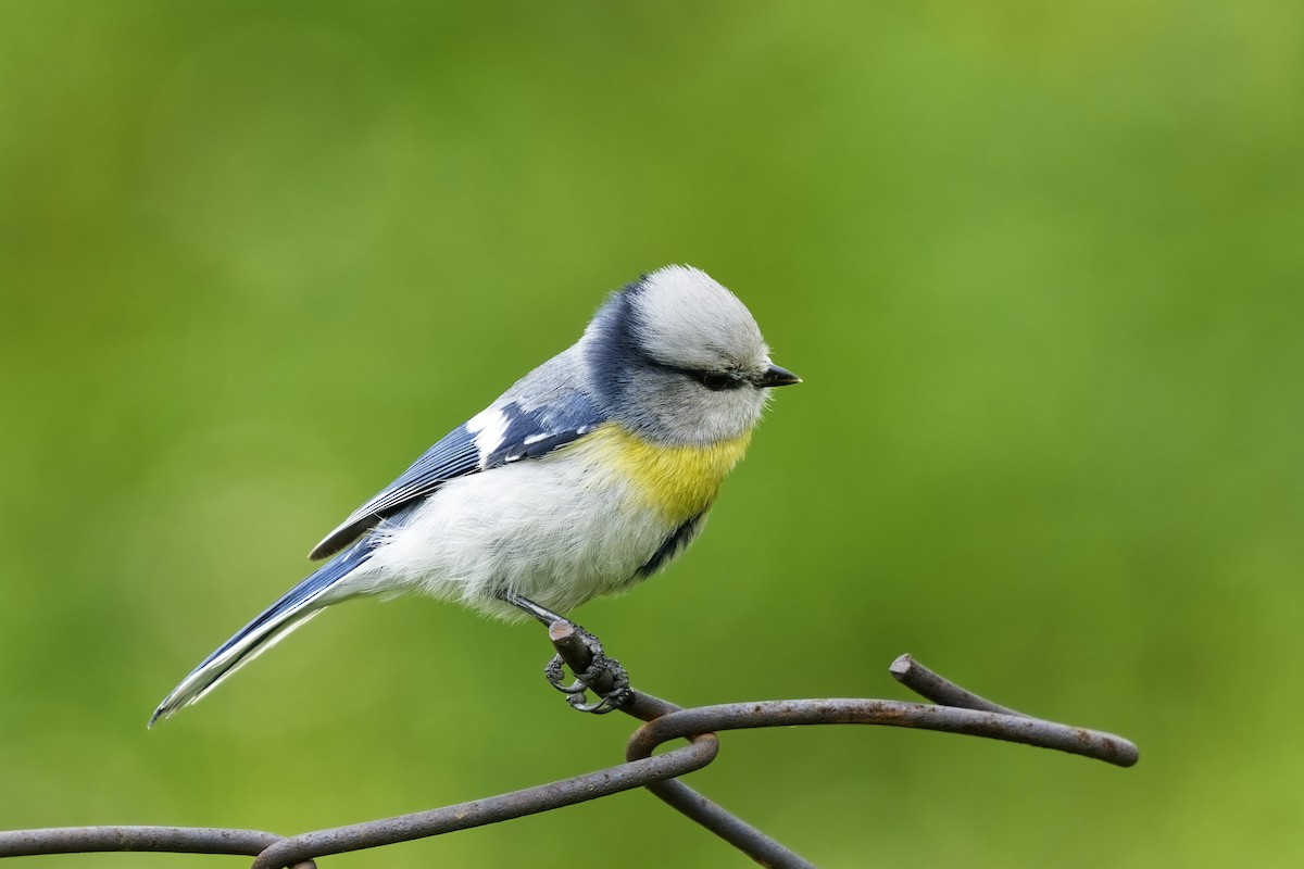 Azure Tit (Yellow-breasted) - ML620056034