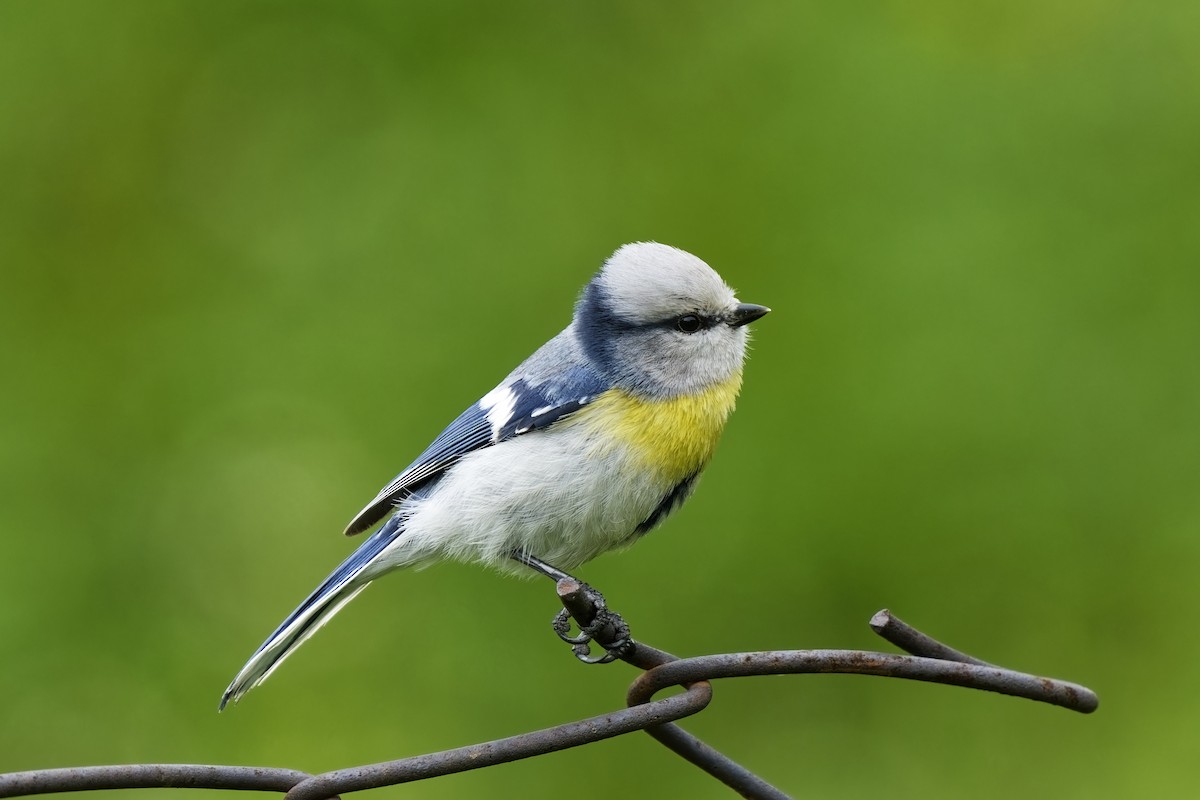 Azure Tit (Yellow-breasted) - ML620056035