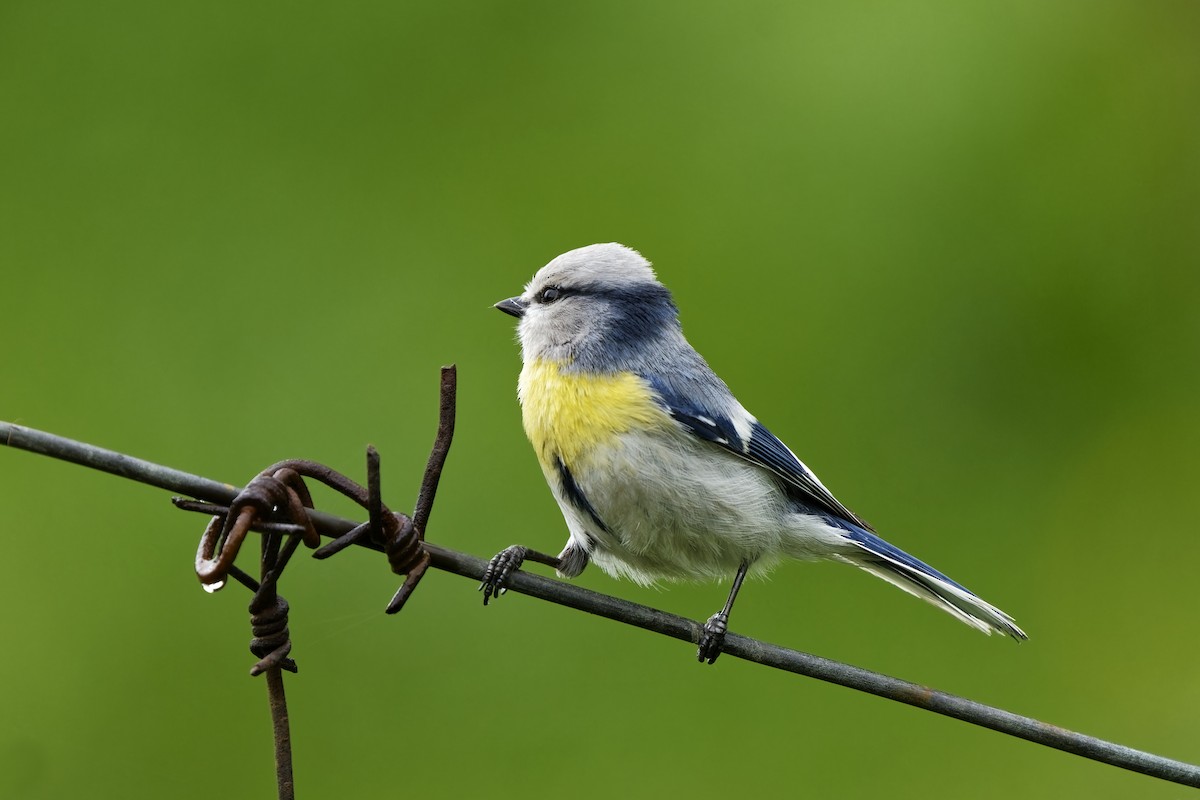 Azure Tit (Yellow-breasted) - ML620056039