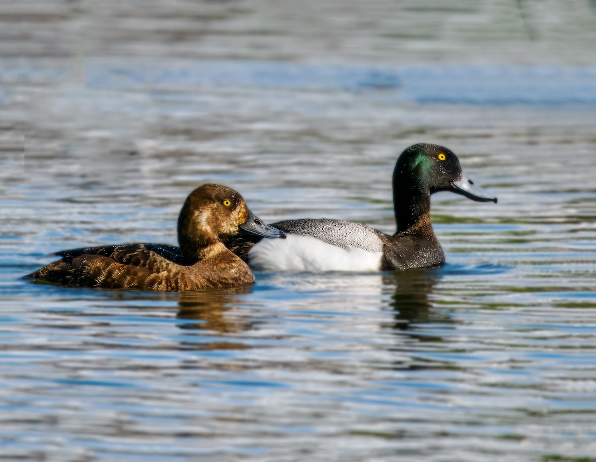 Greater Scaup - ML620056055