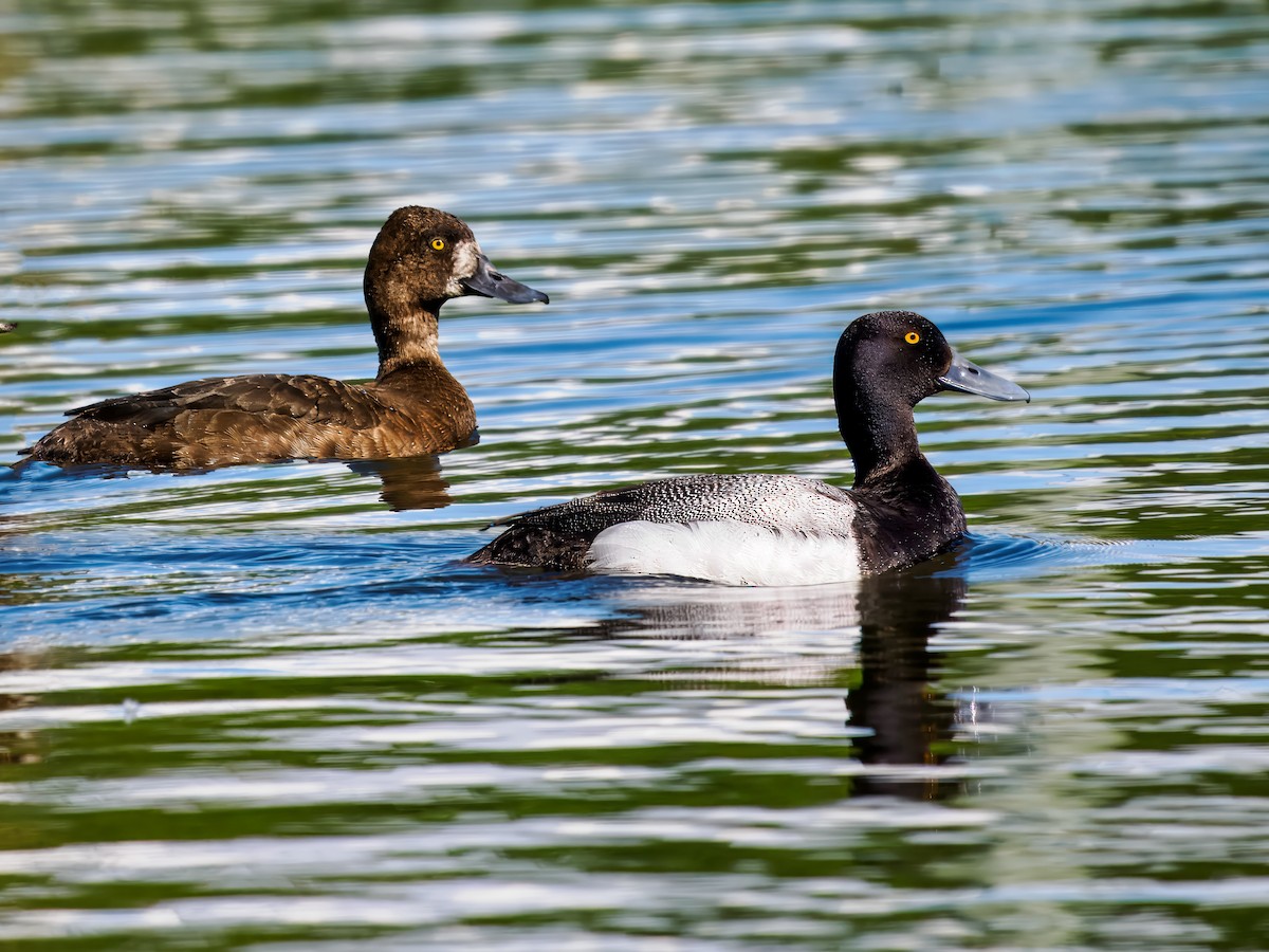 Greater Scaup - ML620056056