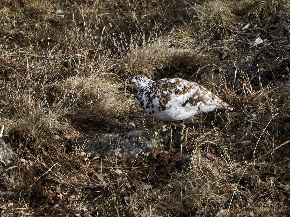 Ak Kuyruklu Kar Tavuğu - ML620056088