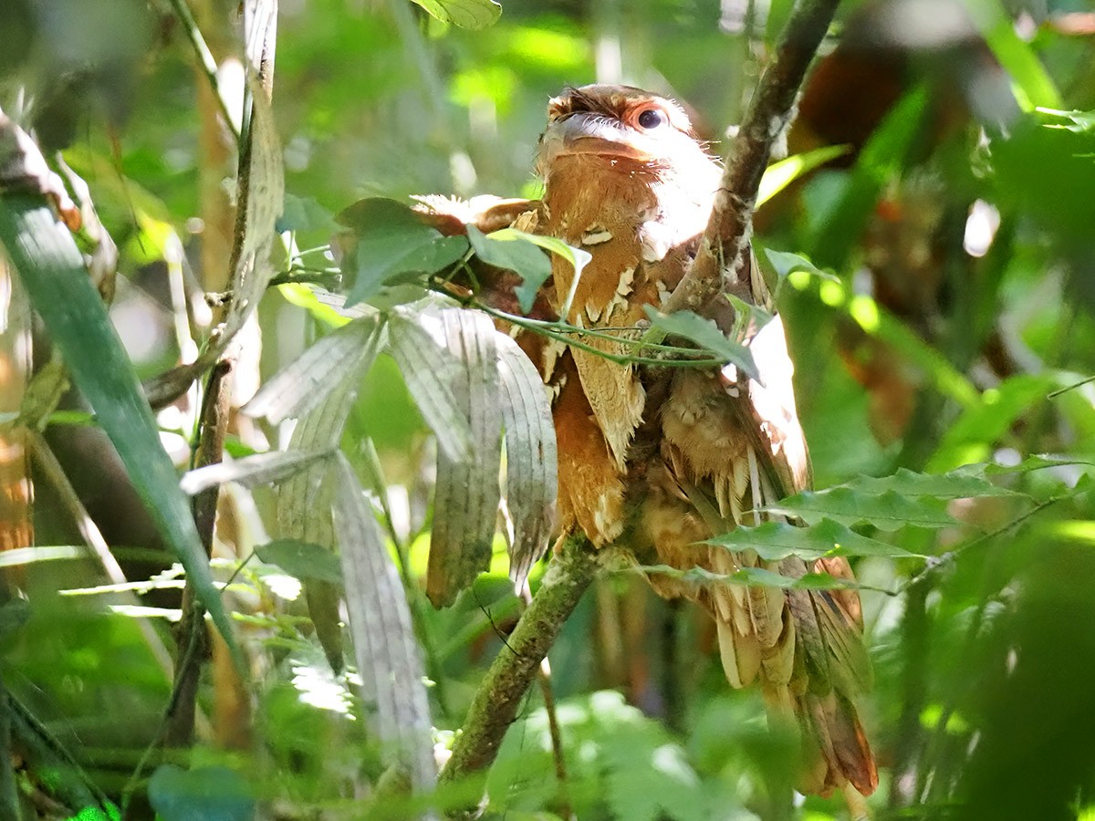 Philippine Frogmouth - ML620056090